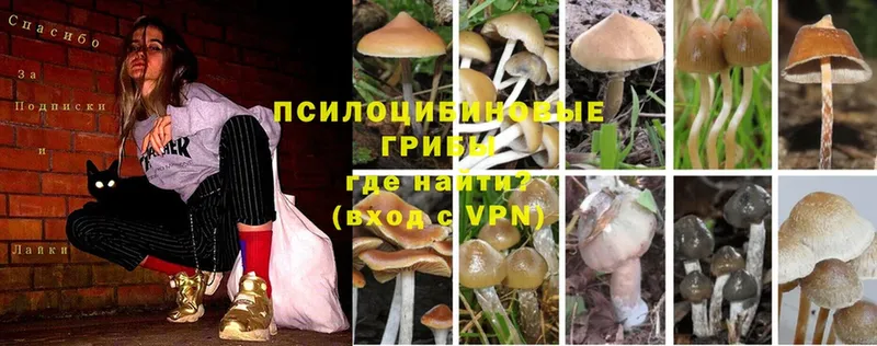 Галлюциногенные грибы Psilocybine cubensis  Верхний Тагил 